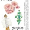 Book Valiz | Let'S Become Fungal!: Mycelium Teachings And The Arts Assorted